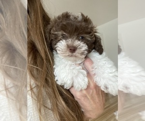 Maltipoo Puppy for sale in FORT GRATIOT, MI, USA