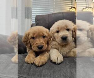 Golden Retriever Puppy for sale in SACRAMENTO, CA, USA