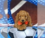 Small Photo #6 Goldendoodle (Miniature) Puppy For Sale in CHRISTIANA, PA, USA