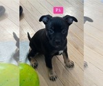 Puppy Pi American Bully-Miniature Australian Shepherd Mix