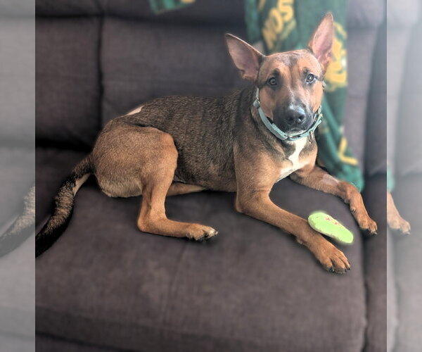 Medium Photo #3 Mutt Puppy For Sale in Fargo, ND, USA