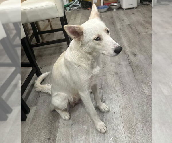 Medium Photo #2 Carolina Dog-Unknown Mix Puppy For Sale in Woodland Hills, CA, USA