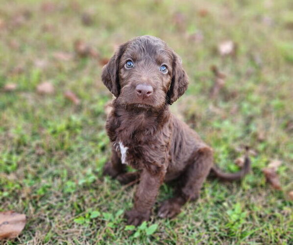 Medium Photo #1 German Shorthaired Pointer-Goldendoodle Mix Puppy For Sale in WILLACOOCHEE, GA, USA
