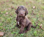 Small German Shorthaired Pointer-Goldendoodle Mix