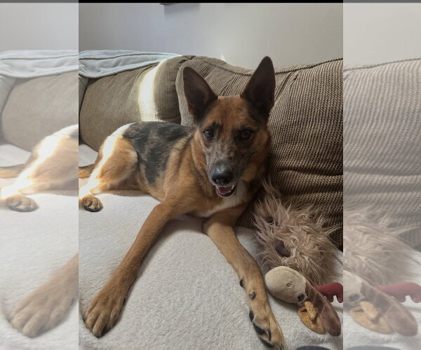 Medium Photo #10 Australian Kelpie-German Shepherd Dog Mix Puppy For Sale in Rockaway, NJ, USA