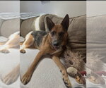 Small #9 Australian Kelpie-German Shepherd Dog Mix