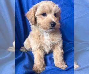Schnoodle (Miniature) Puppy for Sale in Lexington, North Carolina USA