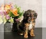 Puppy Maui Miniature Bernedoodle