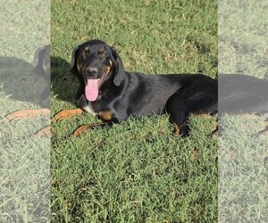 Luke ~ meet me! - Male Labrottie Dog for Adoption - Photo #4