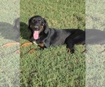 Small Photo #4 Labrottie Puppy For Sale in Southbury, CT, USA