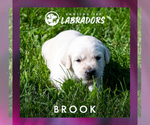 Small Photo #2 Labrador Retriever Puppy For Sale in ROOSEVELT, MN, USA