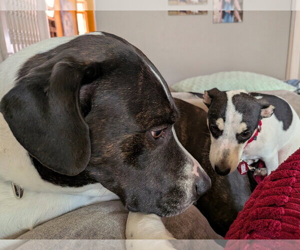 Medium Photo #5 Dachshund-Unknown Mix Puppy For Sale in Wakefield, RI, USA
