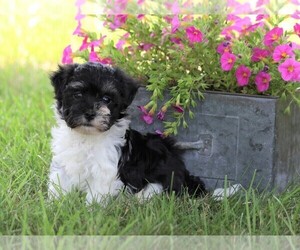 Havanese Puppy for sale in FREDERICKSBG, OH, USA
