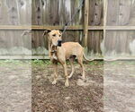 Small #5 Great Dane