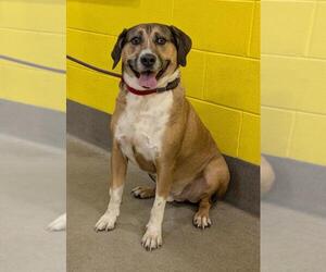 Mastador Dogs for adoption in Forestville, MD, USA