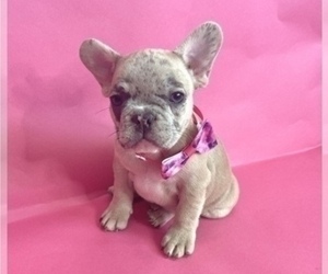 French Bulldog Puppy for sale in CHARLOTTE, NC, USA