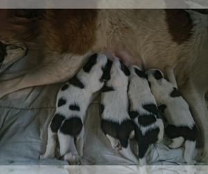 Saint Bernard Puppy for sale in GRAND BAY, AL, USA