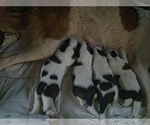 Small Saint Bernard