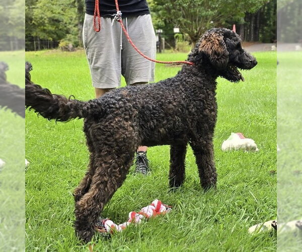 Medium Photo #2 Mutt Puppy For Sale in Yardley, PA, USA