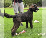 Small #1 Mutt