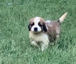 Puppy Orange Saint Bernard