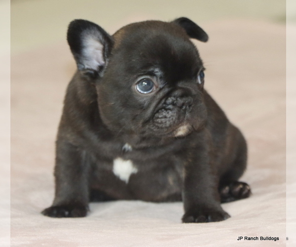 Medium Photo #5 French Bulldog Puppy For Sale in WINNSBORO, TX, USA