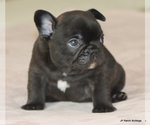 Small #4 French Bulldog
