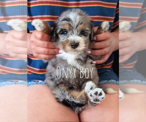 Medium Bernedoodle (Miniature)