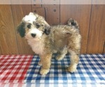 Small #4 Bernedoodle-Poodle (Toy) Mix