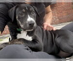 Small Catahoula Leopard Dog Mix