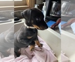 Small #5 Doberman Pinscher