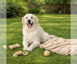 Golden Pyrenees Dogs for adoption in Genesee, WI, USA