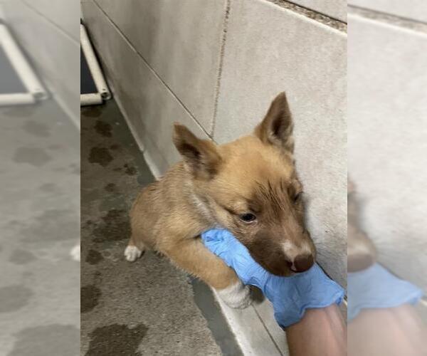 Medium Photo #1 German Shepherd Dog Puppy For Sale in Stockton, CA, USA