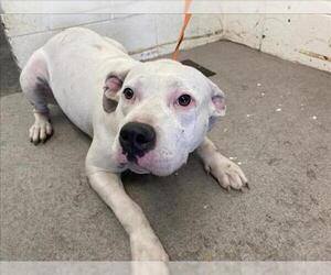 American Pit Bull Terrier Dogs for adoption in San Bernardino, CA, USA