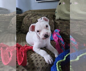 Mutt Dogs for adoption in Duluth, MN, USA