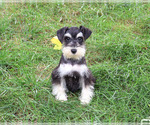 Jeremy - Male Schnauzer (Miniature) Puppy for Sale - Photo #4