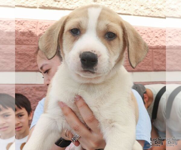 Medium Photo #6 Retriever -Unknown Mix Puppy For Sale in Washington, DC, USA