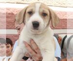 Small #5 Retriever  Mix