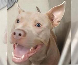 Mutt Dogs for adoption in Fort Lauderdale, FL, USA