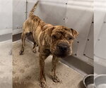 Small Chinese Shar-Pei