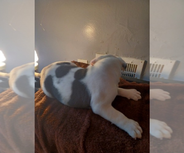 Medium Photo #5 American Bully Puppy For Sale in DETROIT, MI, USA