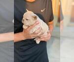 Small Photo #12 French Bulldog Puppy For Sale in SAN DIEGO, CA, USA