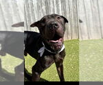 Small Chinese Shar-Pei