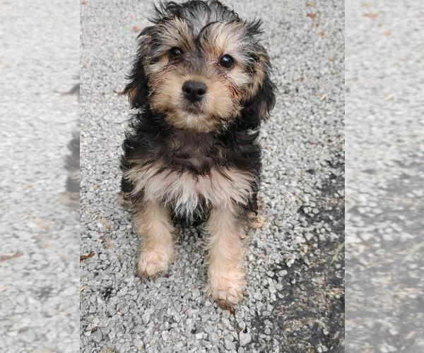 Medium Photo #3 Morkie-Poodle (Toy) Mix Puppy For Sale in GREENSBORO, PA, USA