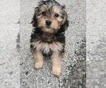 Small #2 Morkie-Poodle (Toy) Mix