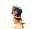 Small #2 Dachshund