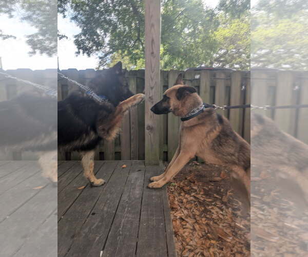 Medium Photo #5 German Shepherd Dog Puppy For Sale in Rocky Point, NC, USA