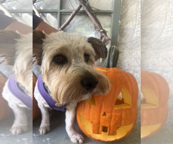 Medium Photo #3 Mutt Puppy For Sale in Allentown,, PA, USA