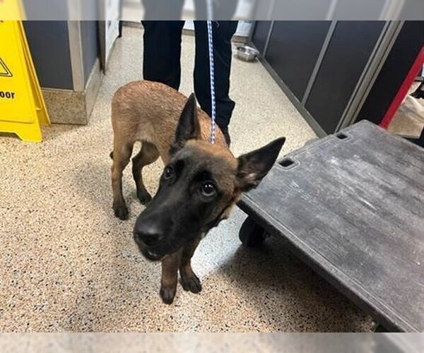 Medium Photo #3 Mutt Puppy For Sale in Imlay City, MI, USA