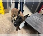 Small #2 Mutt